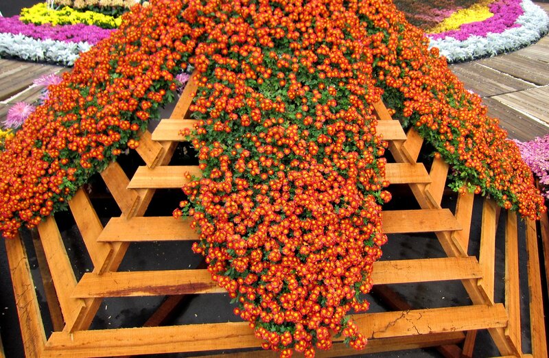 Red Chrysanthemum Display