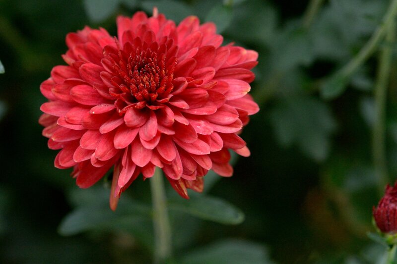 Red Chrysanthemum Flower — Calm, Photograph, Stem