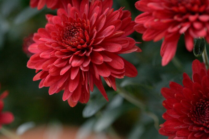 Red Chrysanthemum Flower — Calm, Photograph