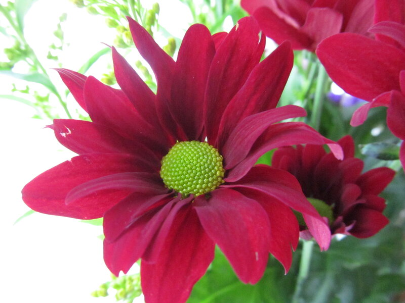 Red Chrysanthemum Flower — Calm