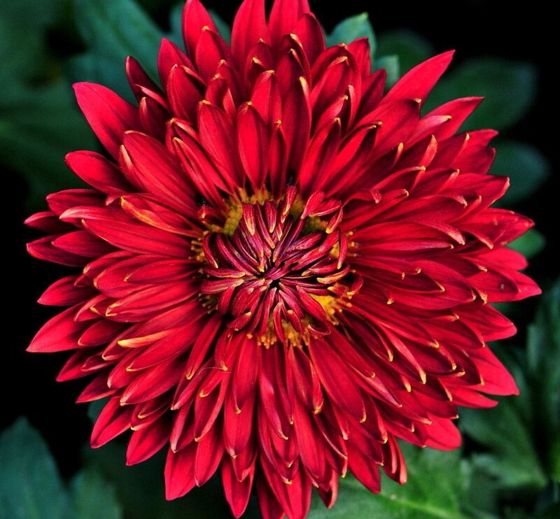Red Chrysanthemum Flower — Dramatic, Photograph