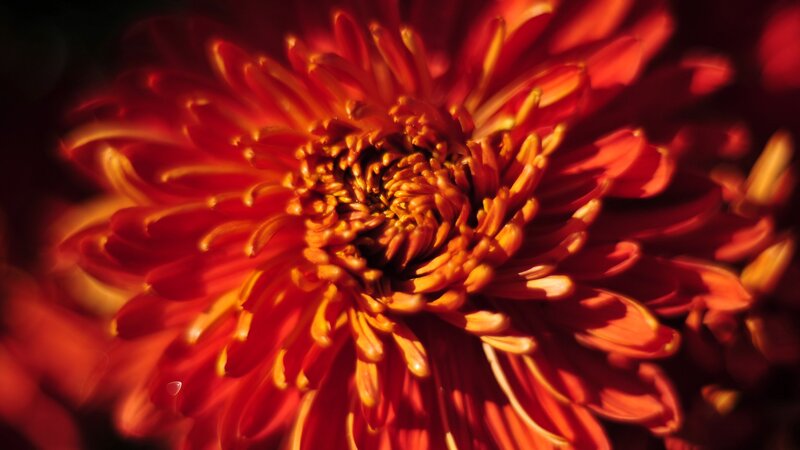 Red Chrysanthemum Flower — Dramatic, Sunset