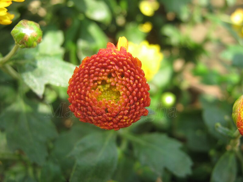 Red Chrysanthemum Flower — Natural, Afternoon