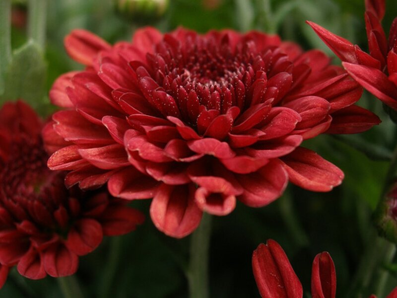 Red Chrysanthemum Flower — Natural