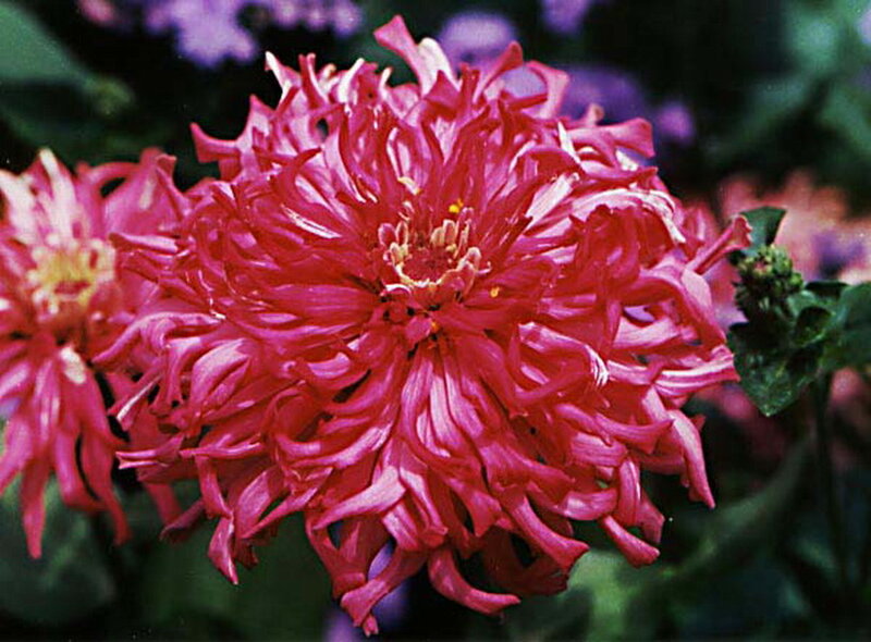 Red Chrysanthemum Flower — Pink