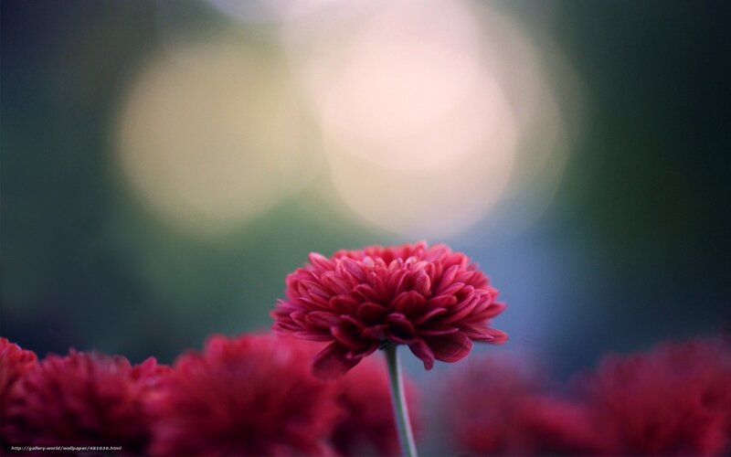Red Chrysanthemum Flower — Serene