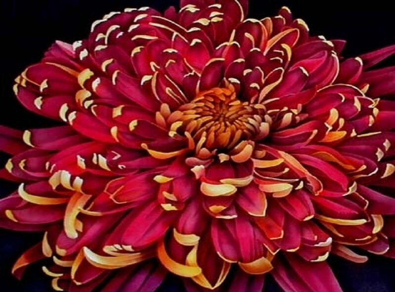 Red Chrysanthemum Flower