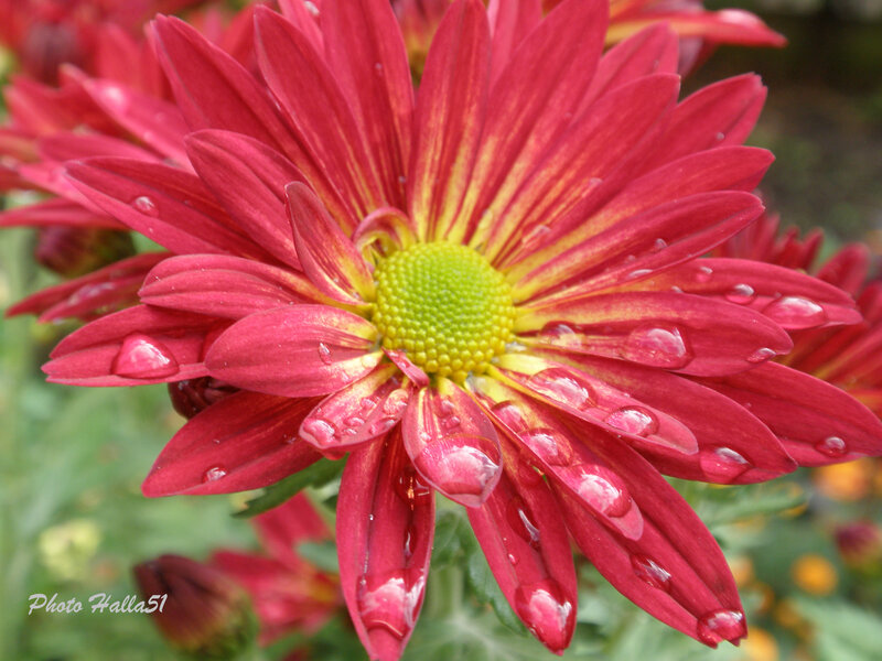 Red Chrysanthemum Flower — Vibrant, Afternoon