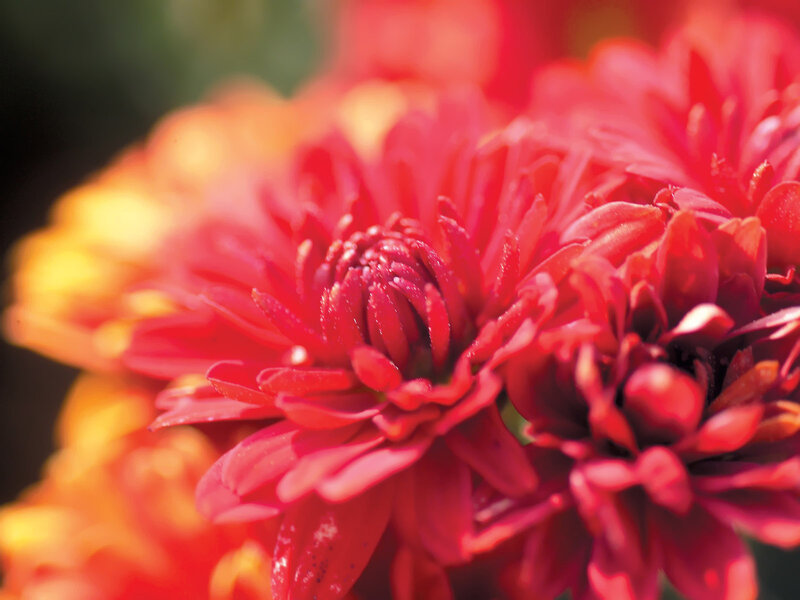 Red Chrysanthemum Flower — Vibrant, Autumn