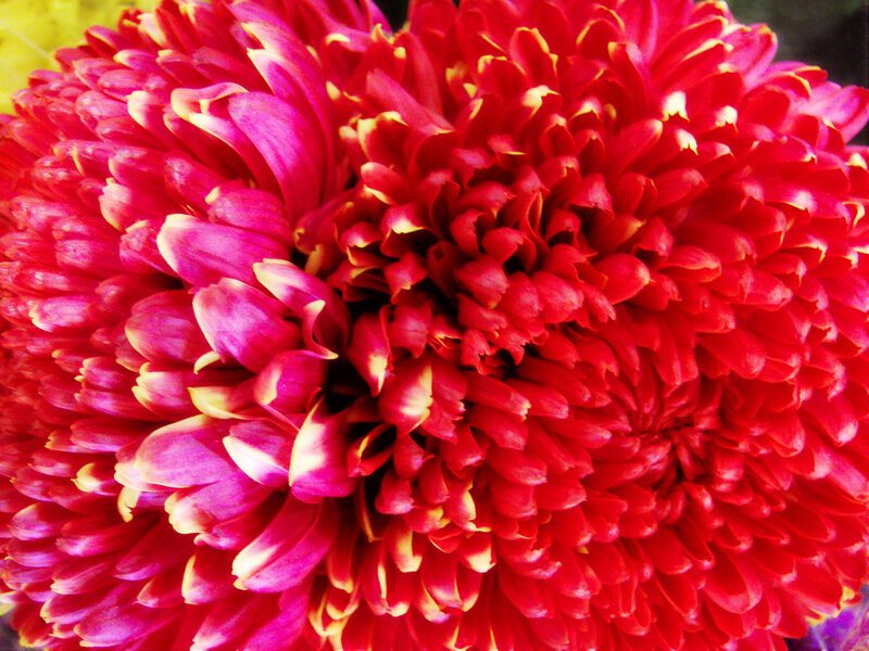 Red Chrysanthemum Flower — Vibrant, Photograph, Petals