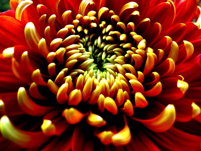 Red Chrysanthemum Flower — Vibrant, Photograph