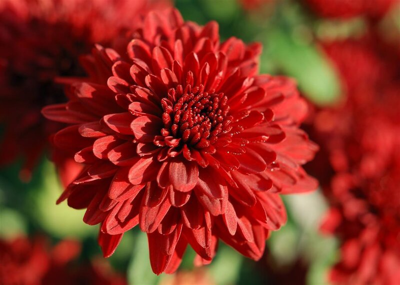 Red Chrysanthemum Flower — Vibrant