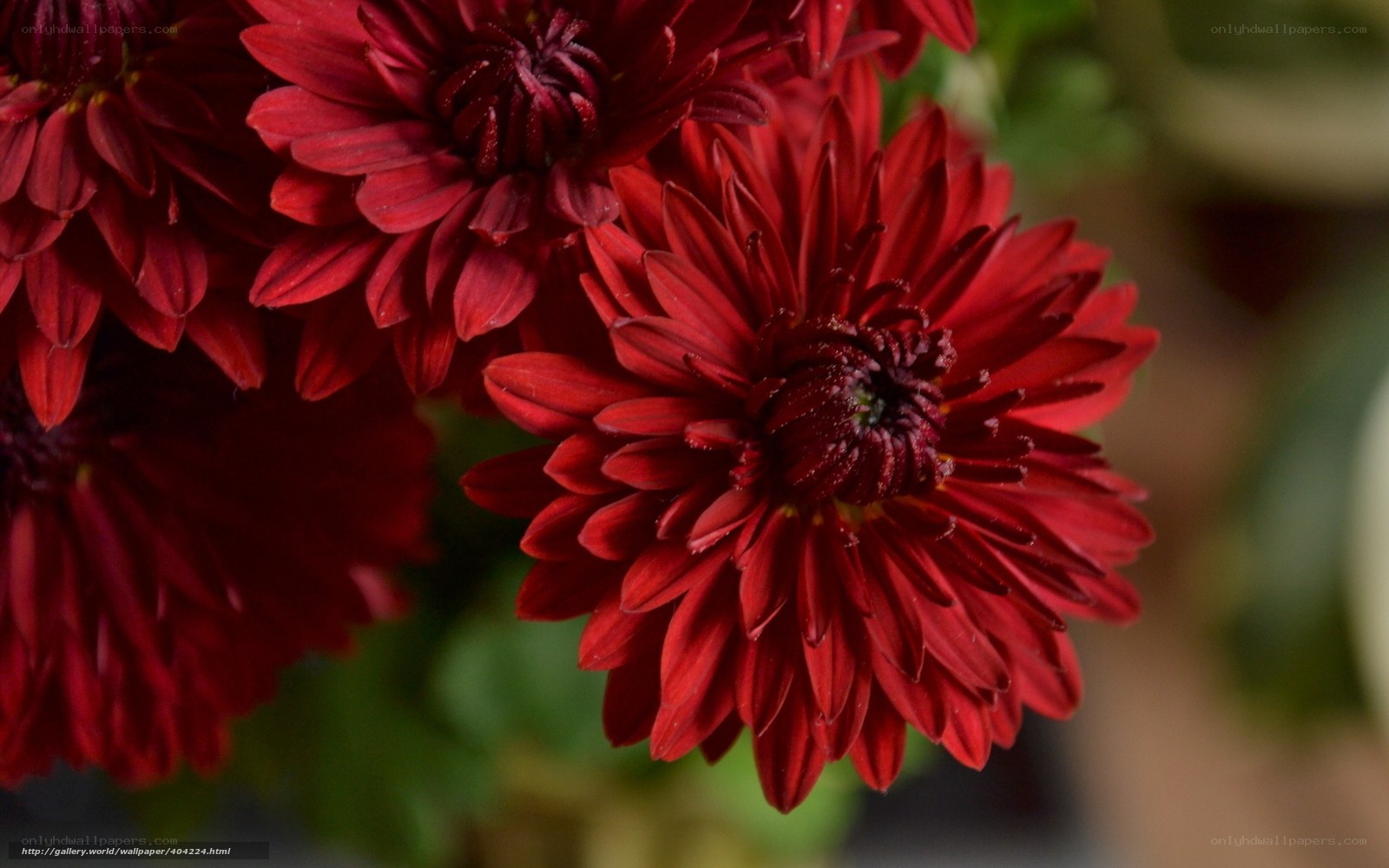 Red chrysanthemum flowers