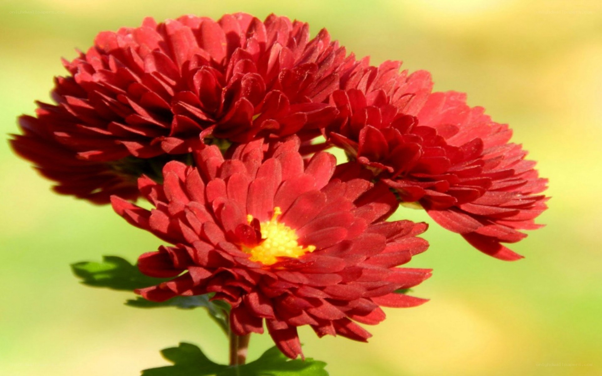 Red chrysanthemum flowers