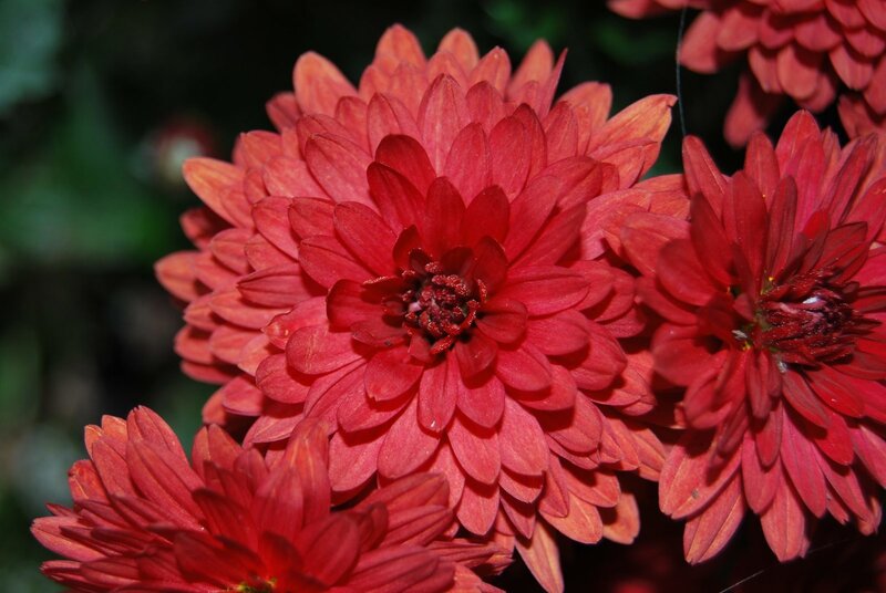 Red chrysanthemum flowers