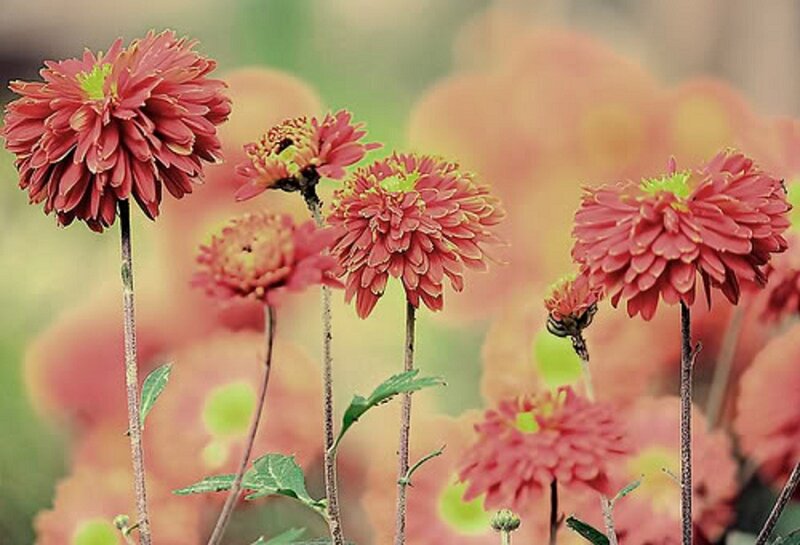 Red Chrysanthemum Flowers — Calm, Autumn