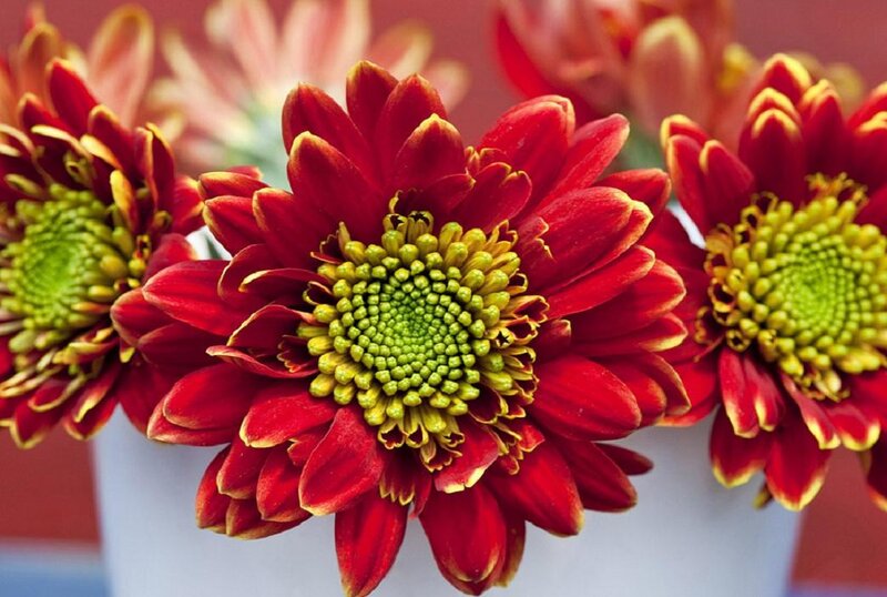 Red Chrysanthemum Flowers — Calm, Photograph, Flower