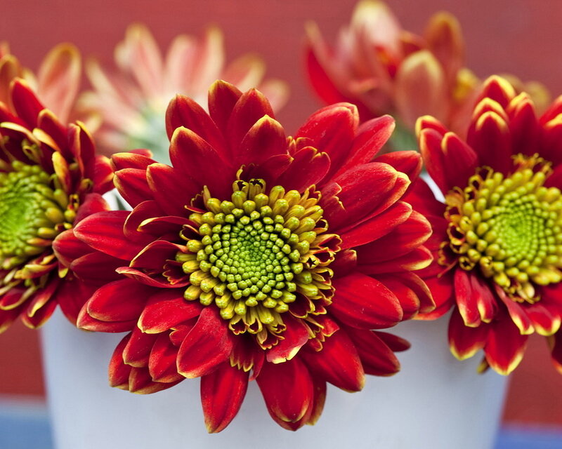 Red Chrysanthemum Flowers — Calm, Photograph, Flower, Vase