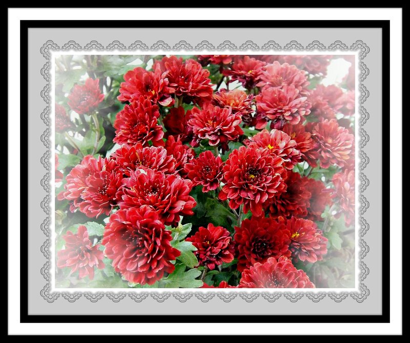 Red Chrysanthemum Flowers — Calm, Photograph, Green Leaves, Frame