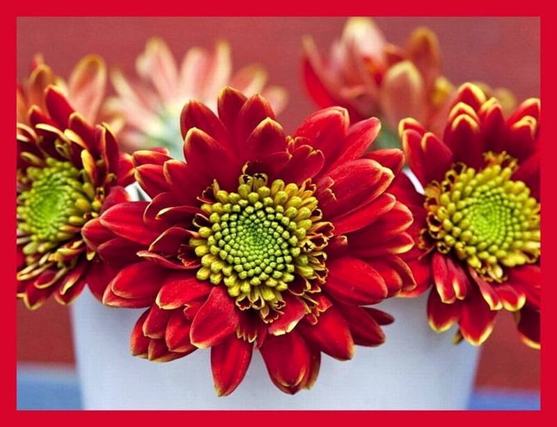 Red Chrysanthemum Flowers — Calm, Photograph