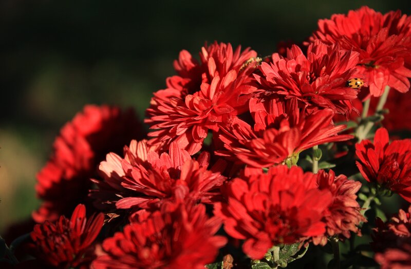 Red Chrysanthemum Flowers — Dramatic, Afternoon