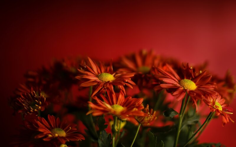Red Chrysanthemum Flowers — Dramatic, Photograph