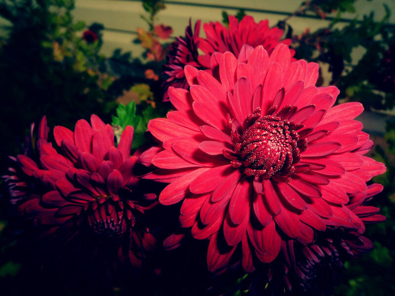 Red Chrysanthemum Flowers — Dramatic