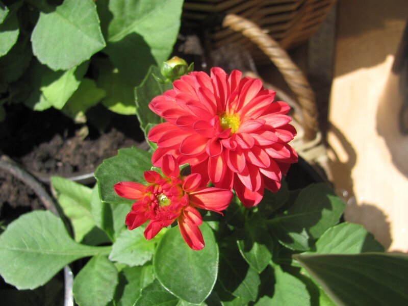 Red chrysanthemum flowers in sunlight