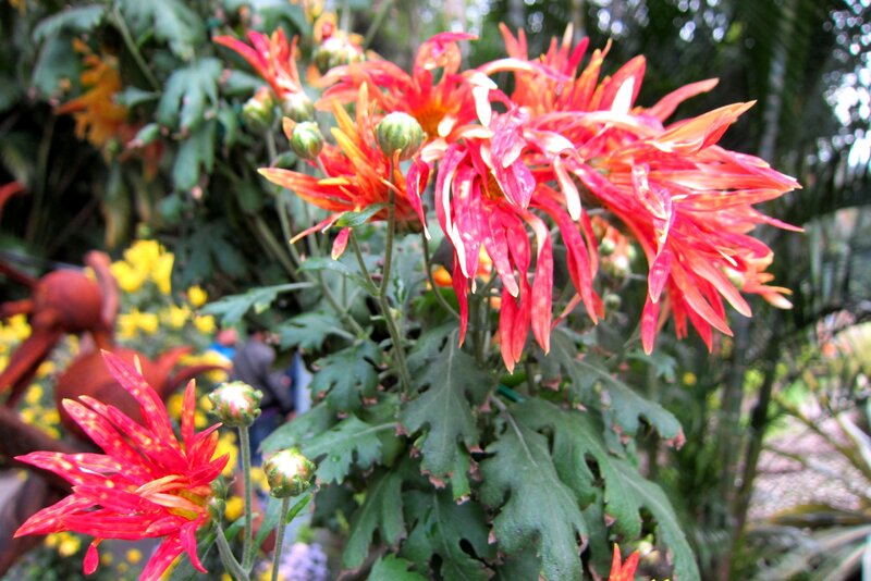 Red Chrysanthemum Flowers — Natural