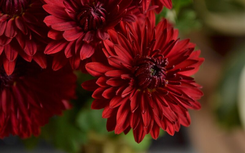 Red Chrysanthemum Flowers — Photograph