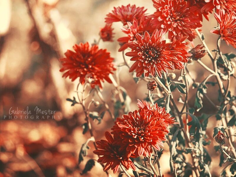 Red Chrysanthemum Flowers — Serene