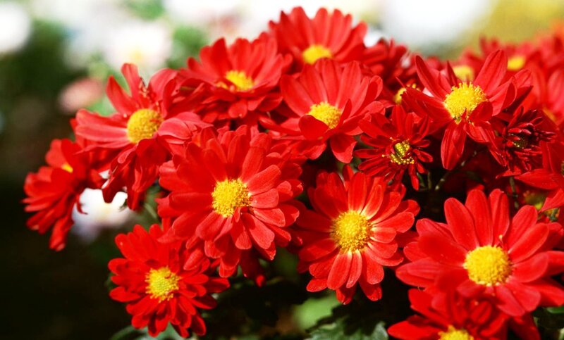 Red Chrysanthemum Flowers — Vibrant, Afternoon