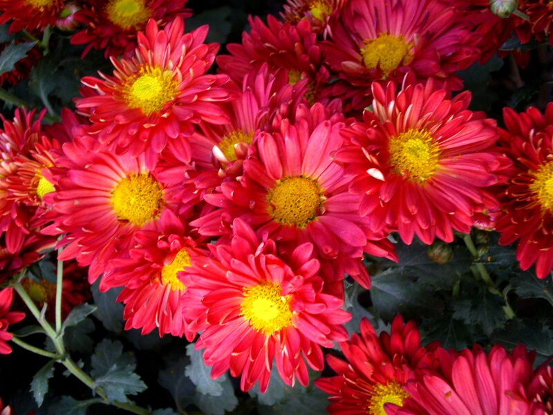 Red Chrysanthemum Flowers — Vibrant, Autumn