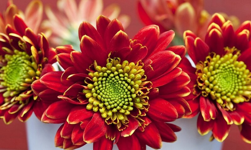 Red Chrysanthemum Flowers — Vibrant, Photograph, Green Center