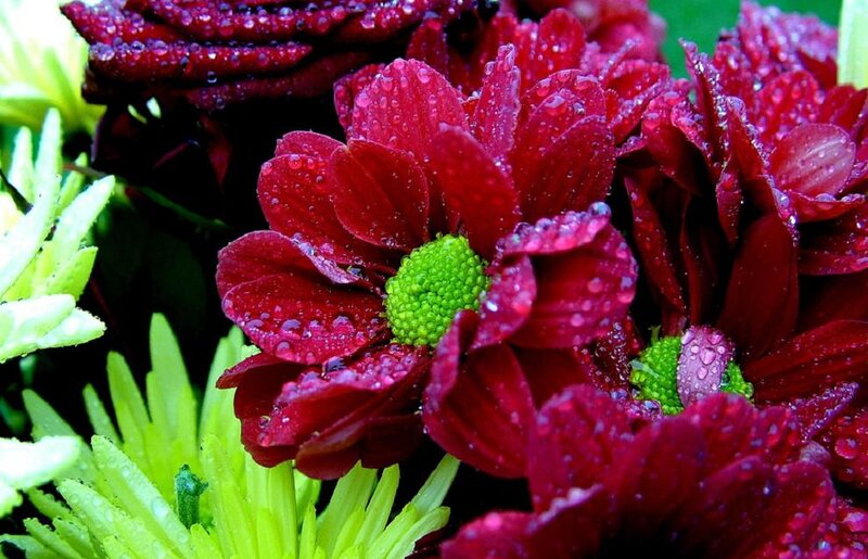 Red Chrysanthemum Flowers — Vibrant, Photograph, Green Centers