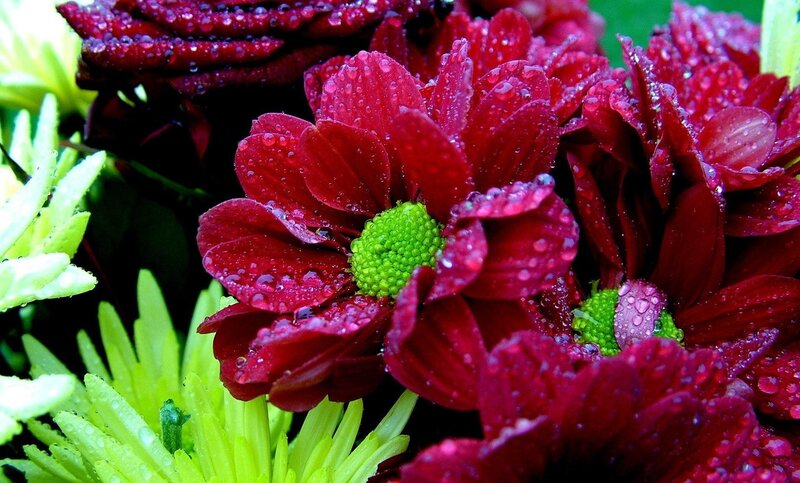 Red Chrysanthemum Flowers — Vibrant, Photograph, Green Flower Buds