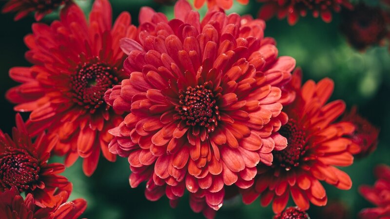 Red Chrysanthemum Flowers — Vibrant, Photograph, Green Leaves