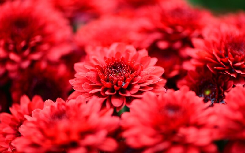 Red Chrysanthemum Flowers — Vibrant, Photograph, Petals