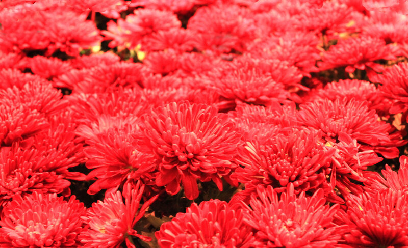 Red Chrysanthemum Flowers — Vibrant, Photograph