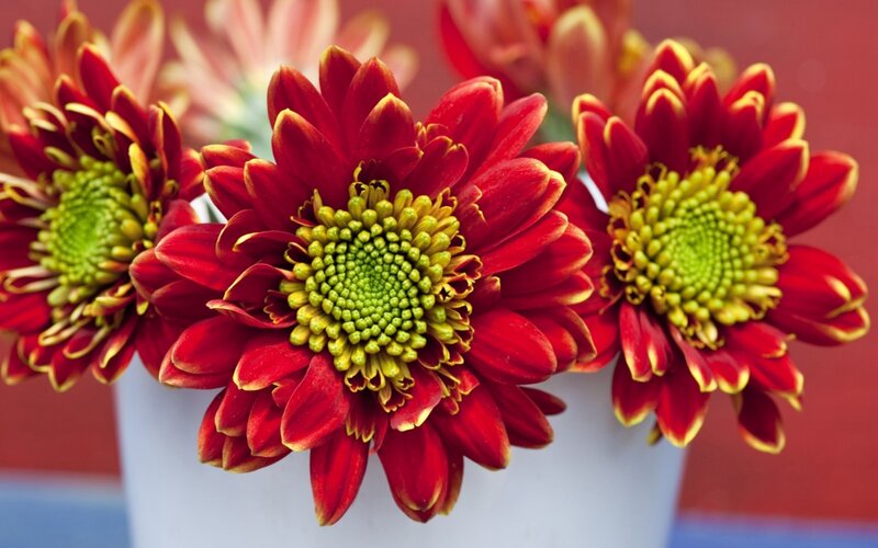 Red Chrysanthemum Flowers — Vibrant, Photograph, Vase