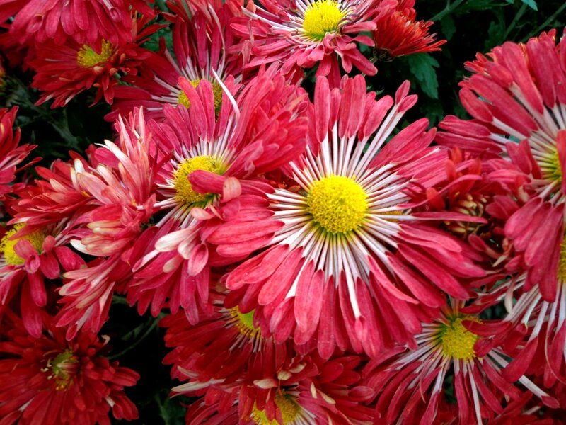 Red Chrysanthemum Flowers — Vibrant, Summer