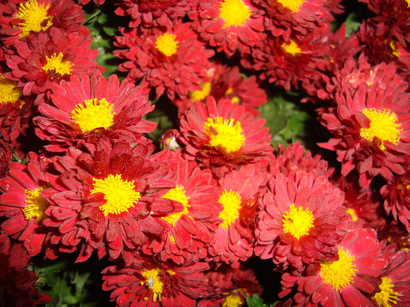 Red Chrysanthemum Flowers — Vibrant