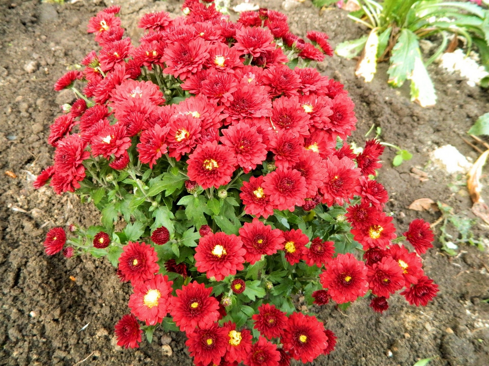 Red chrysanthemum flowers