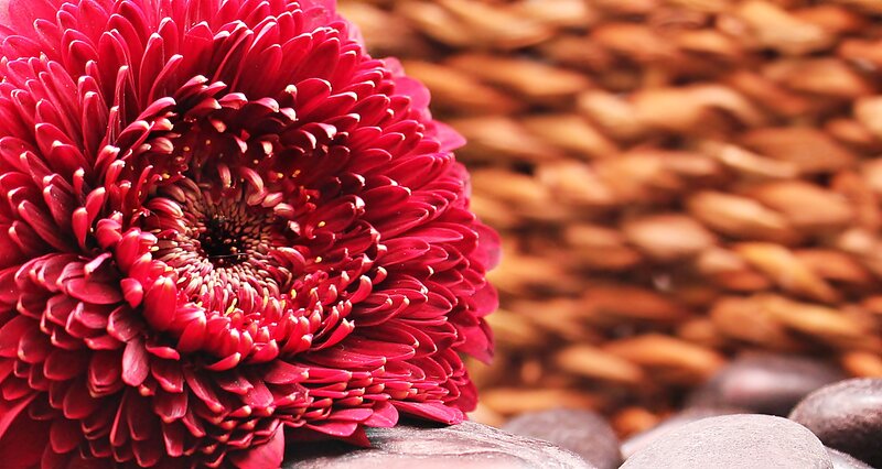 Red chrysanthemum on stones