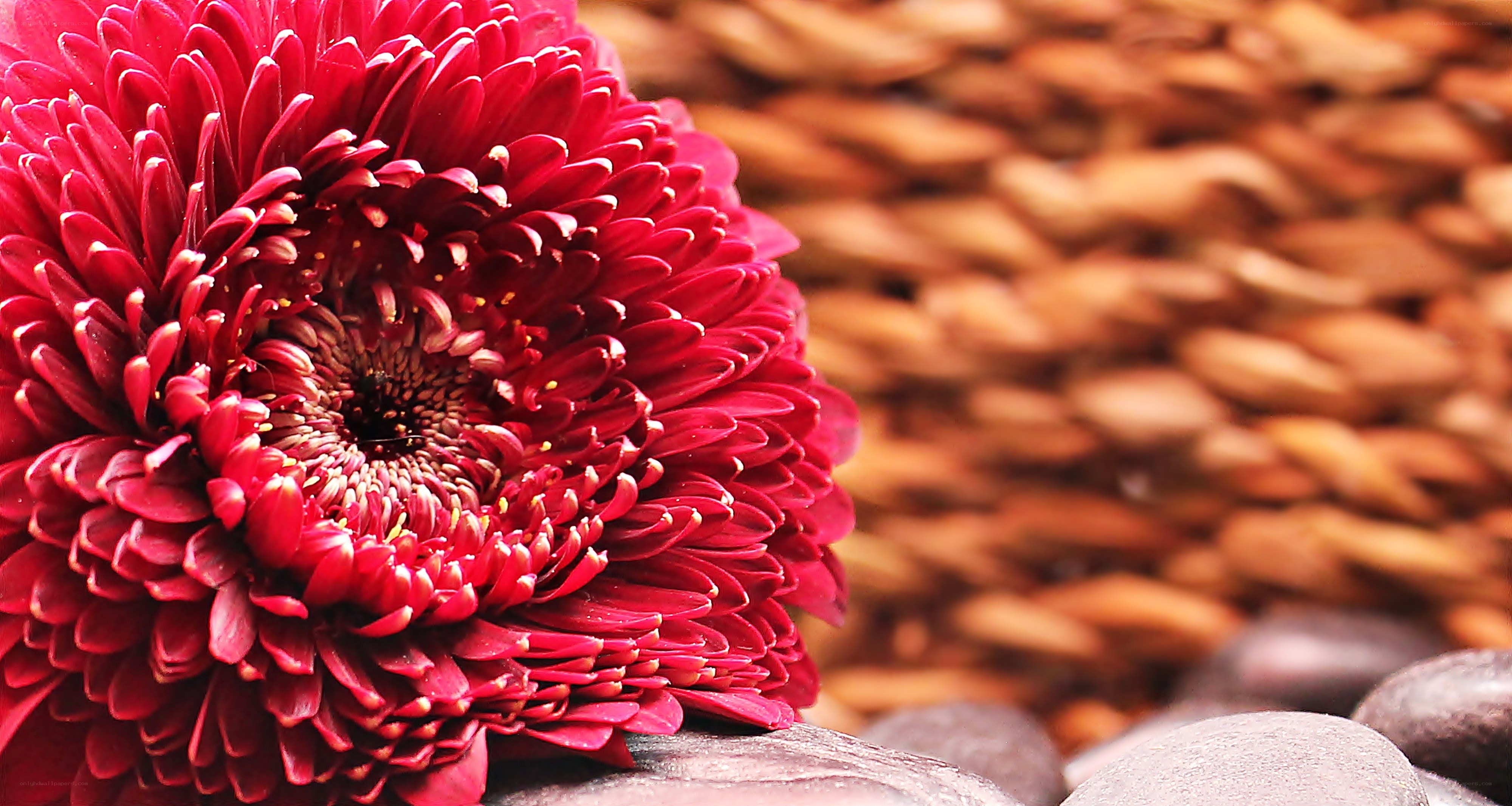 Red chrysanthemum on stones