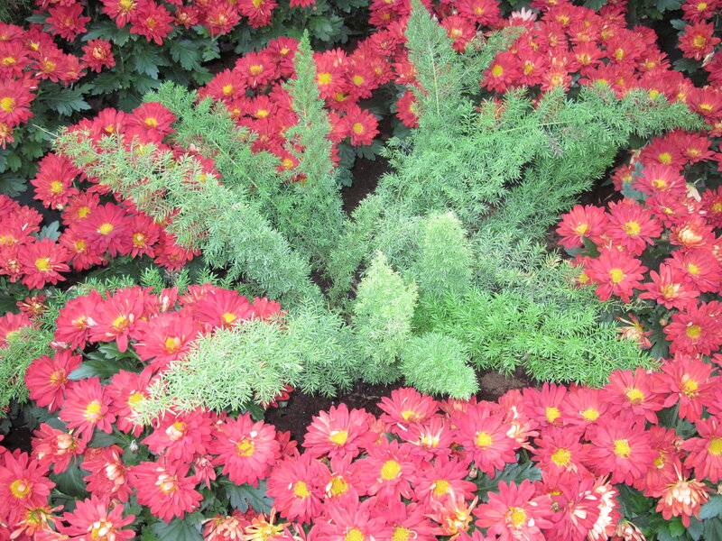Red Chrysanthemums and Ferns