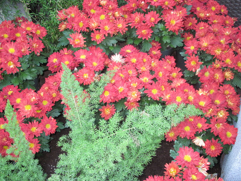 Red Chrysanthemums — Calm