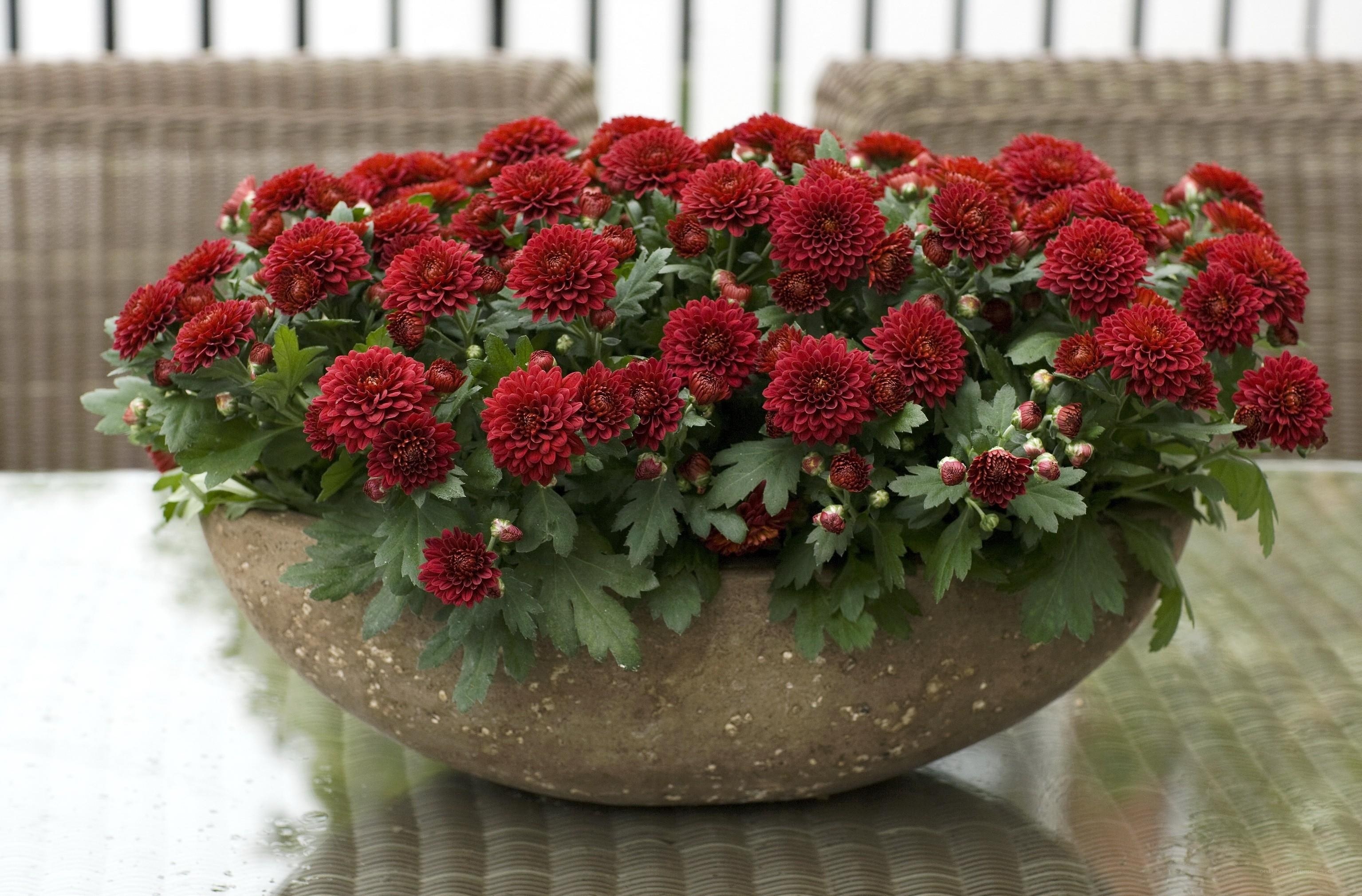 Red chrysanthemums in a pot