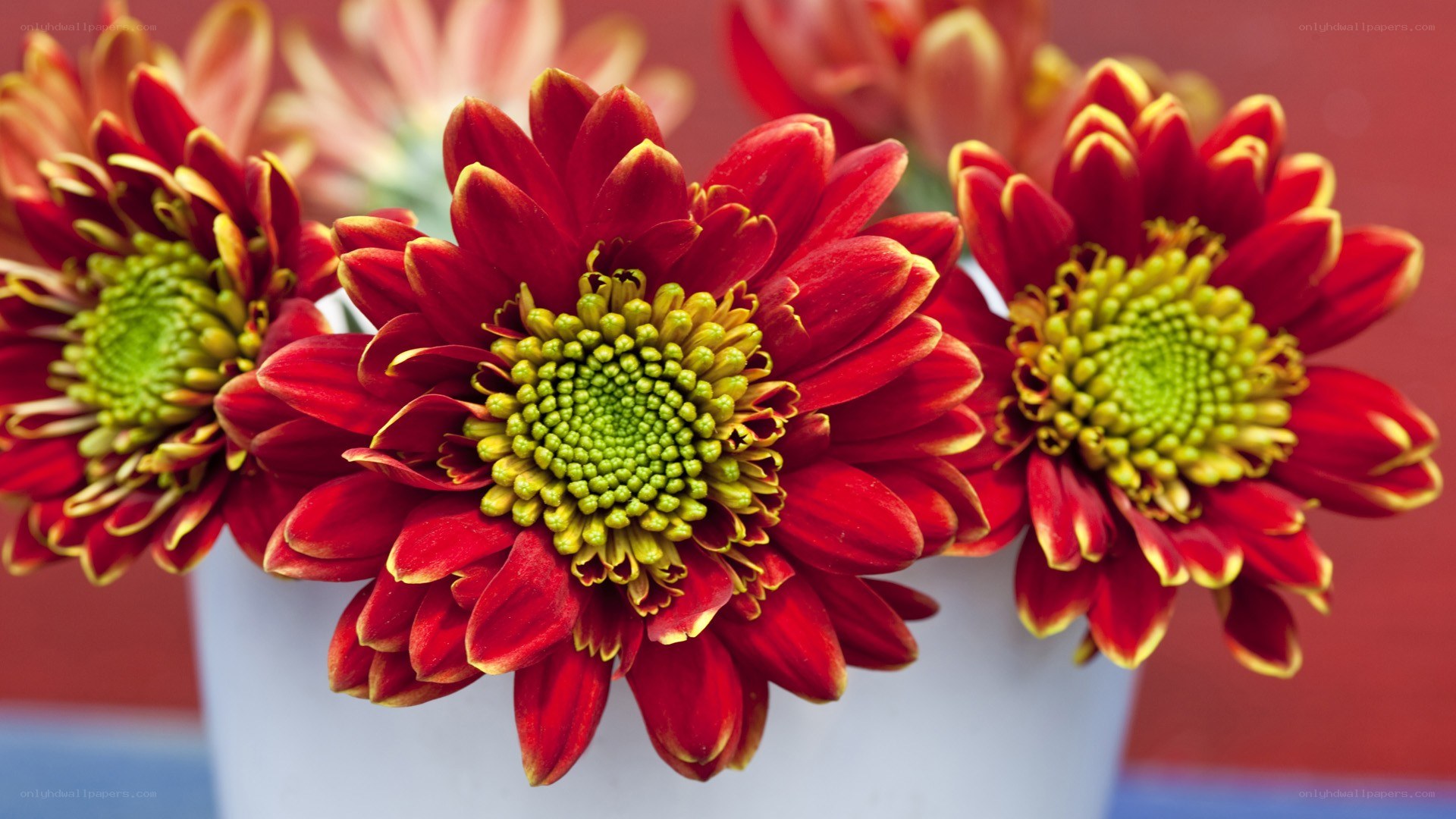 Red chrysanthemums in a vase