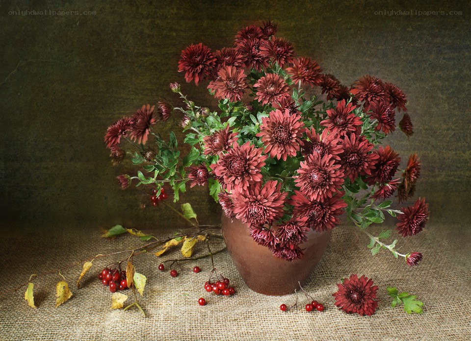 Red chrysanthemums in a vase